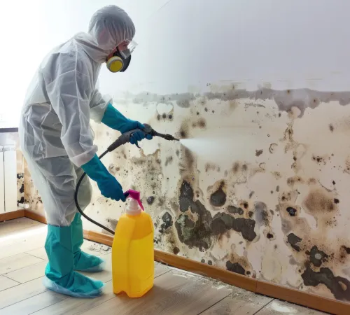 Mould Remediation by Dry Fast